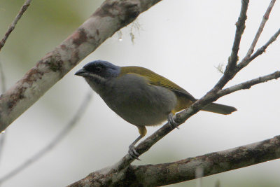 Blue-capped Tanager