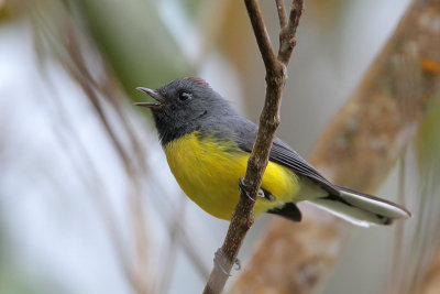 Slate-throated Redstart