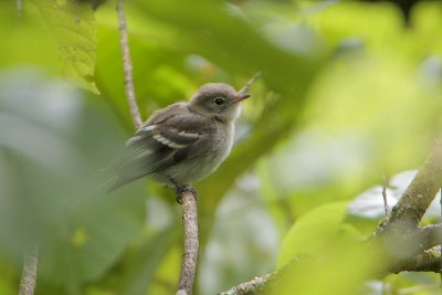 Mountain Elaenia