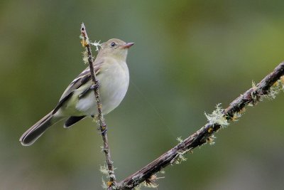 Mountain Elaenia