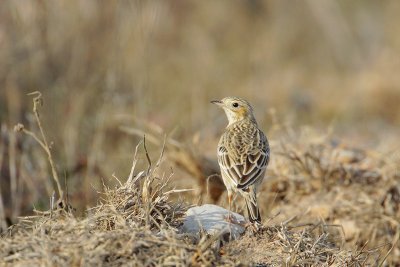 Sprague's Pipit