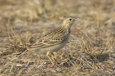 Sprague's Pipit