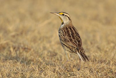 Eastern Meadowlark