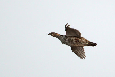 Greater Prairie-Chicken