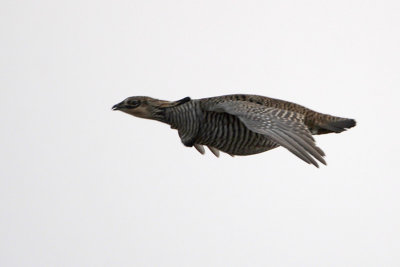 Greater Prairie-Chicken