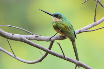 Rufous-tailed Jacamar