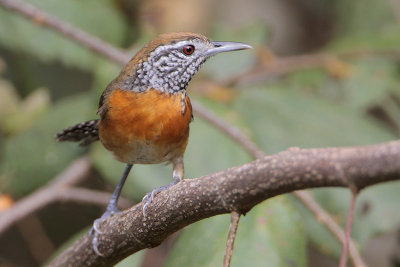 Rufous-breasted Wren