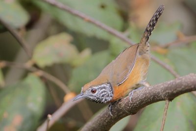 Rufous-breasted Wren