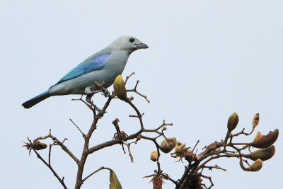 Blue-gray Tanager