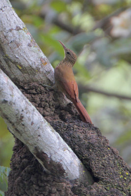 Montane Woodcreeper