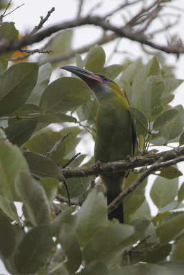 Groove-billed Toucanet