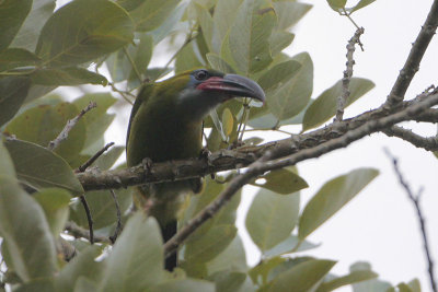 Groove-billed Toucanet