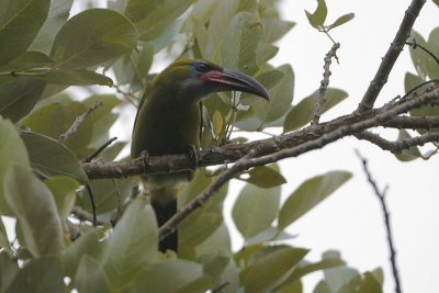 Groove-billed Toucanet