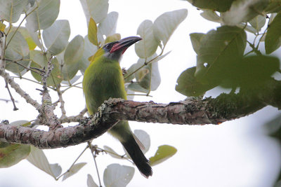Groove-billed Toucanet