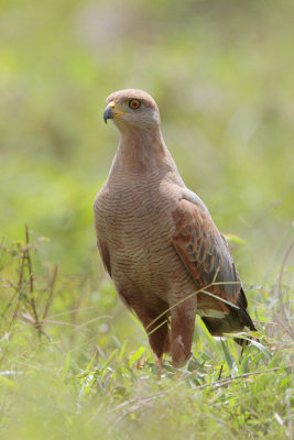 Savanna Hawk