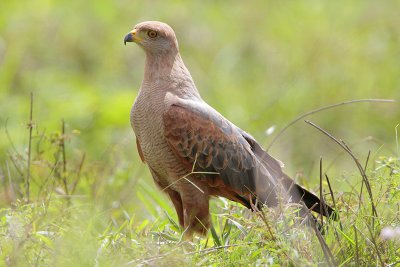 Savanna Hawk