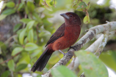 Silver-beaked Tanager