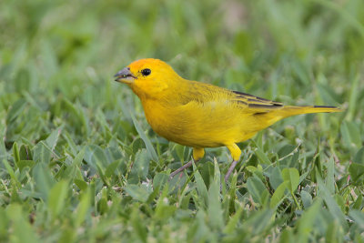 Saffron Finch