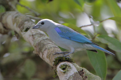 Blue-gray Tanager