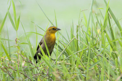 Yellow-hooded Blackbird