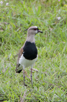 Southern Lapwing