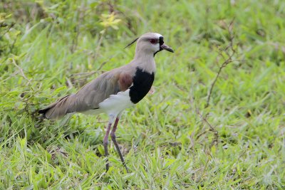 Southern Lapwing