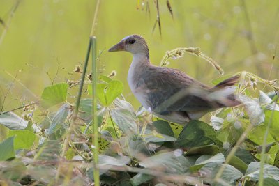 Purple Gallinule