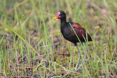 Wattled Jacana