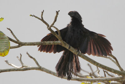 Smooth-billed Ani