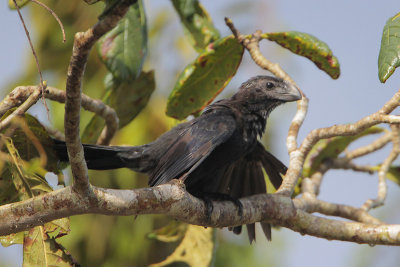 Smooth-billed Ani