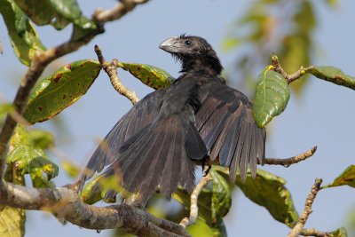 Smooth-billed Ani