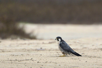 Peregrine Falcon