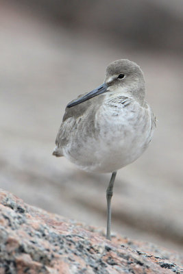 Willet