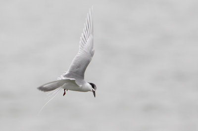 Forster's Tern