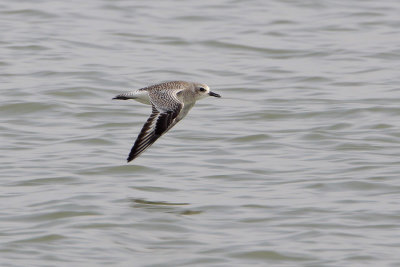 Black-bellied Plover