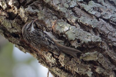 Brown Creeper