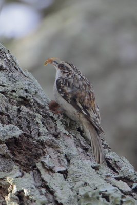 Brown Creeper