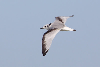 Black-legged Kittiwake