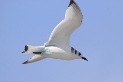 Black-legged Kittiwake