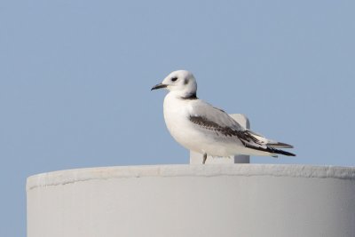 Black-legged Kittiwake