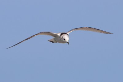 Black-legged Kittiwake