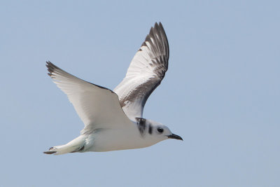 Black-legged Kittiwake