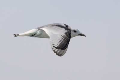 Black-legged Kittiwake