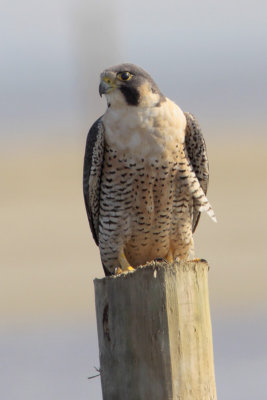 Peregrine Falcon