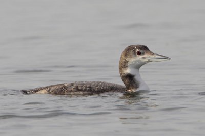 Common Loon