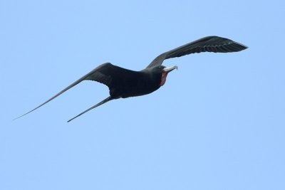 Magnificent Frigatebird