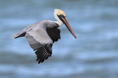 Brown Pelican