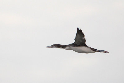 Common Loon