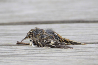 Expired Brown Creeper