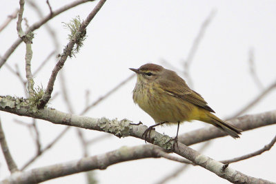 Palm Warbler